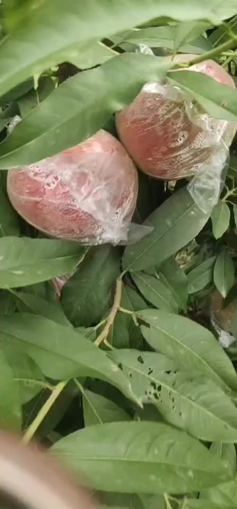 早熟红不软口感好个头大国面光滑