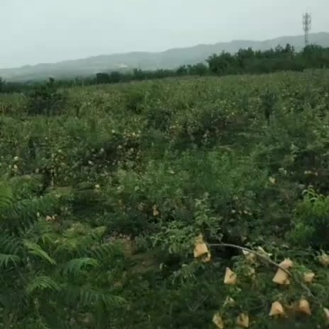 苹果