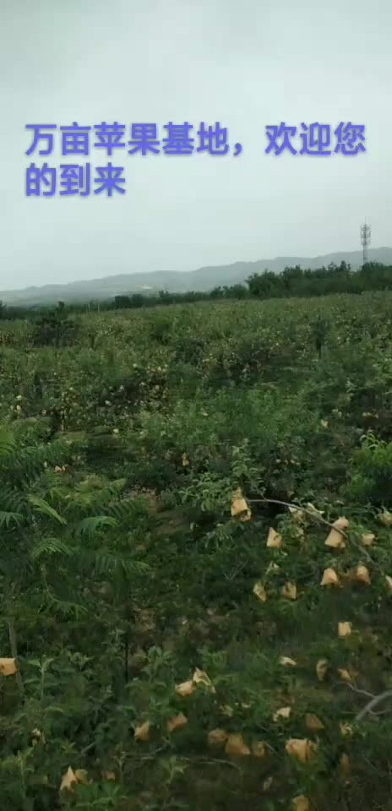 苹果