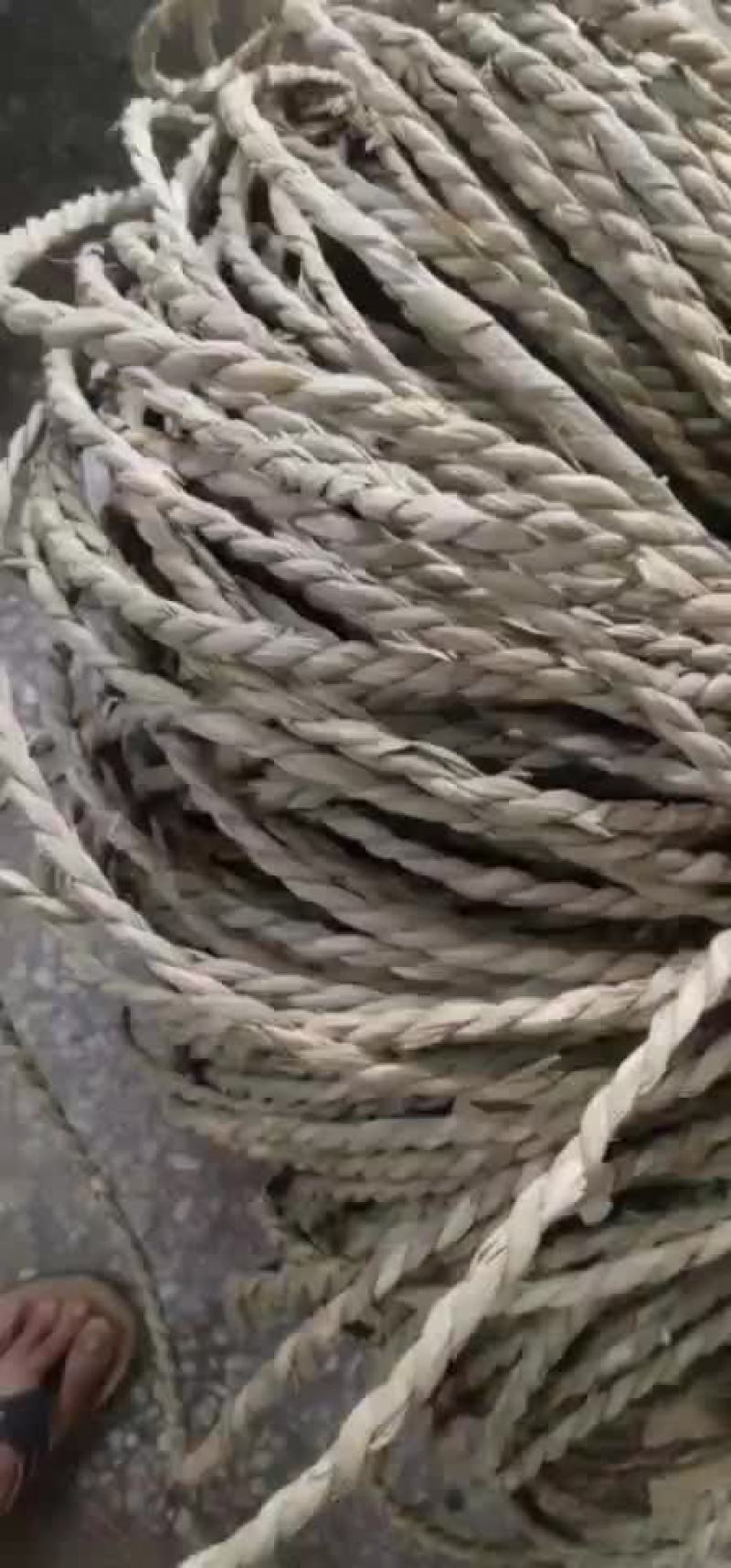 干蒲草，蒲草绳