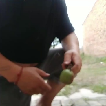 核桃现货