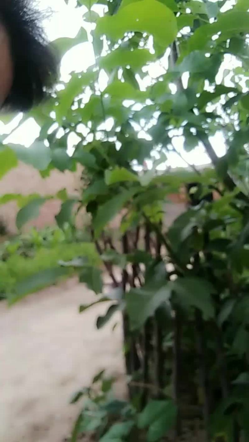 核桃现货