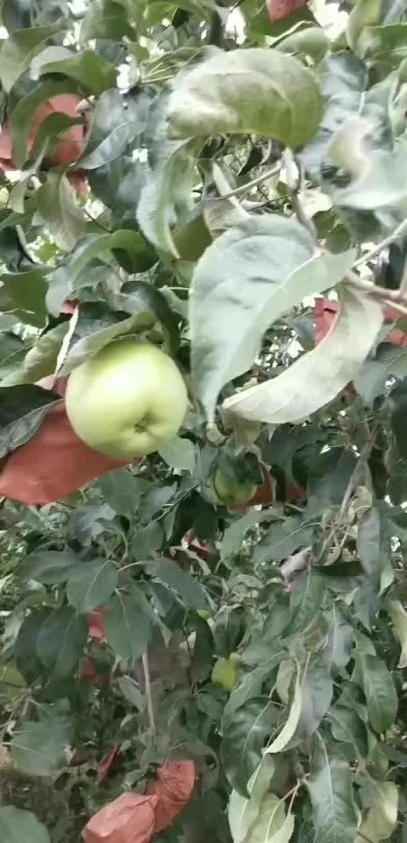 山东优质早熟华硕苹果白果青果即将上市了欢迎各地客商垂询