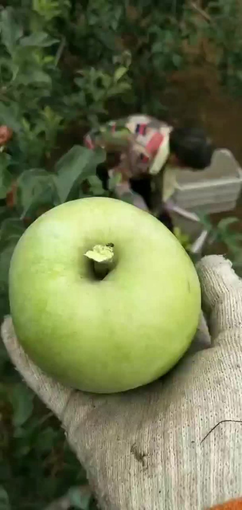 山东优质早熟华硕苹果白果青果即将上市了欢迎各地客商垂询