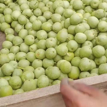 青皮核桃