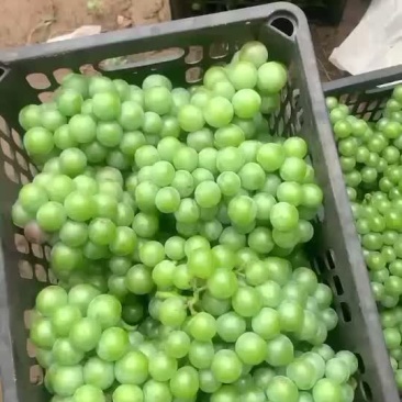 青五核葡萄