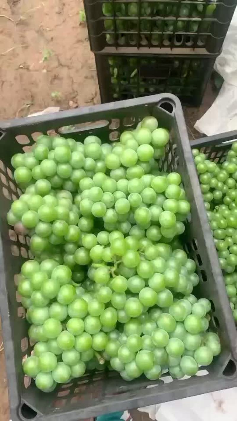 青五核葡萄