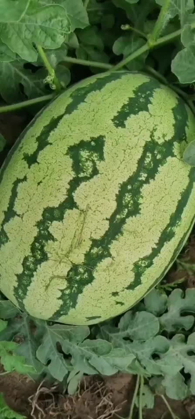 西瓜