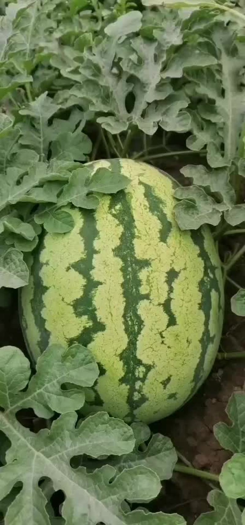 西瓜