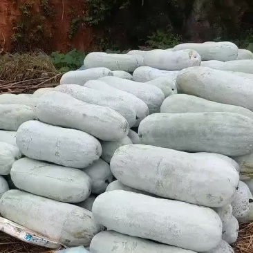 江西金溪县白皮冬瓜每个四十斤以上