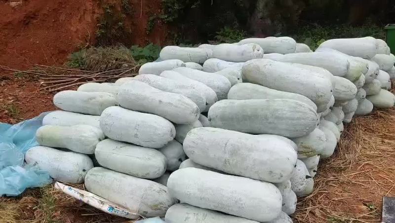 江西金溪县白皮冬瓜每个四十斤以上