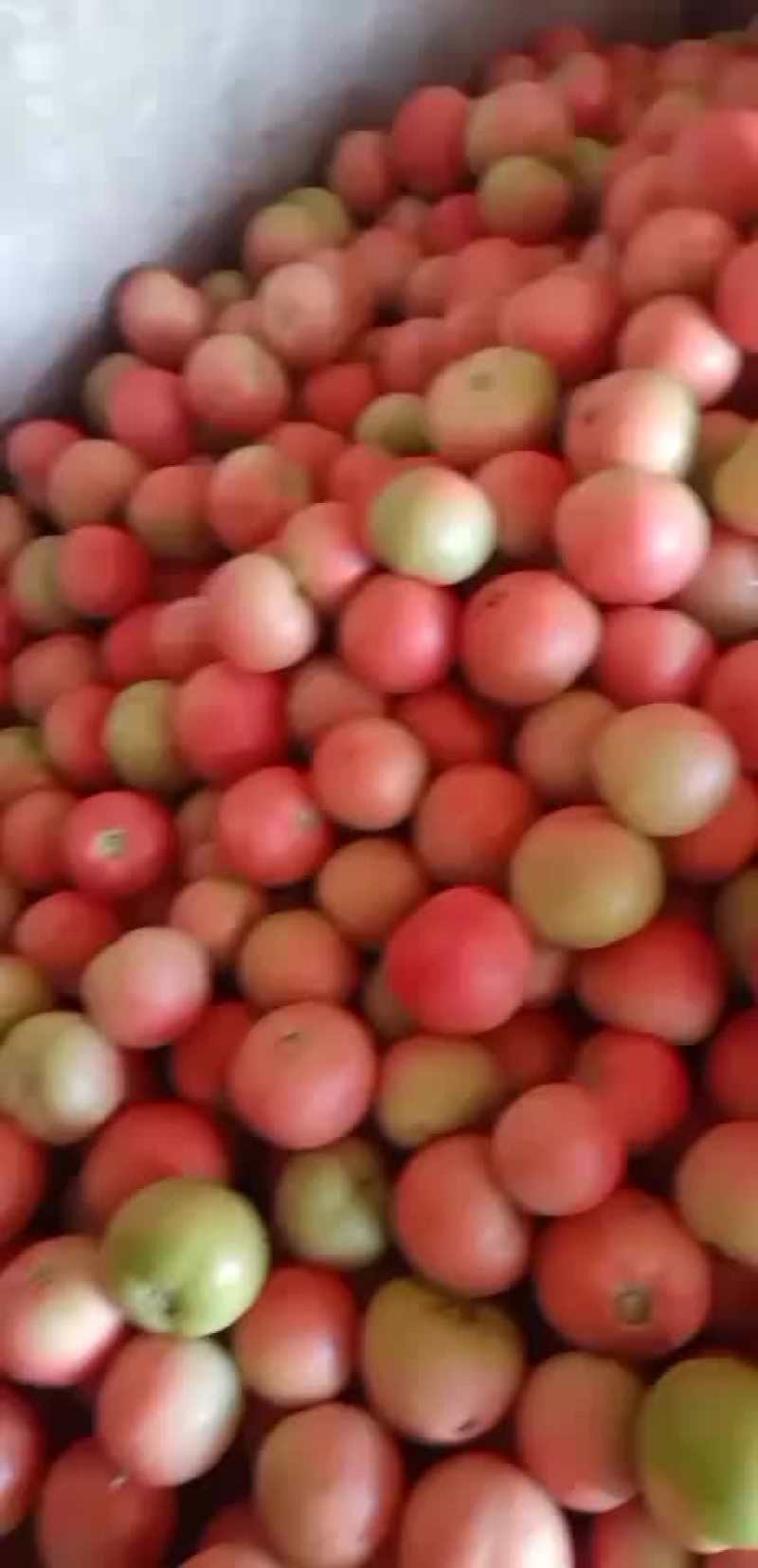 大棚硬粉西红柿大量上市