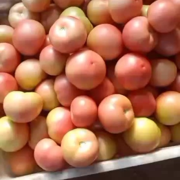 大棚硬粉西红柿大量上市