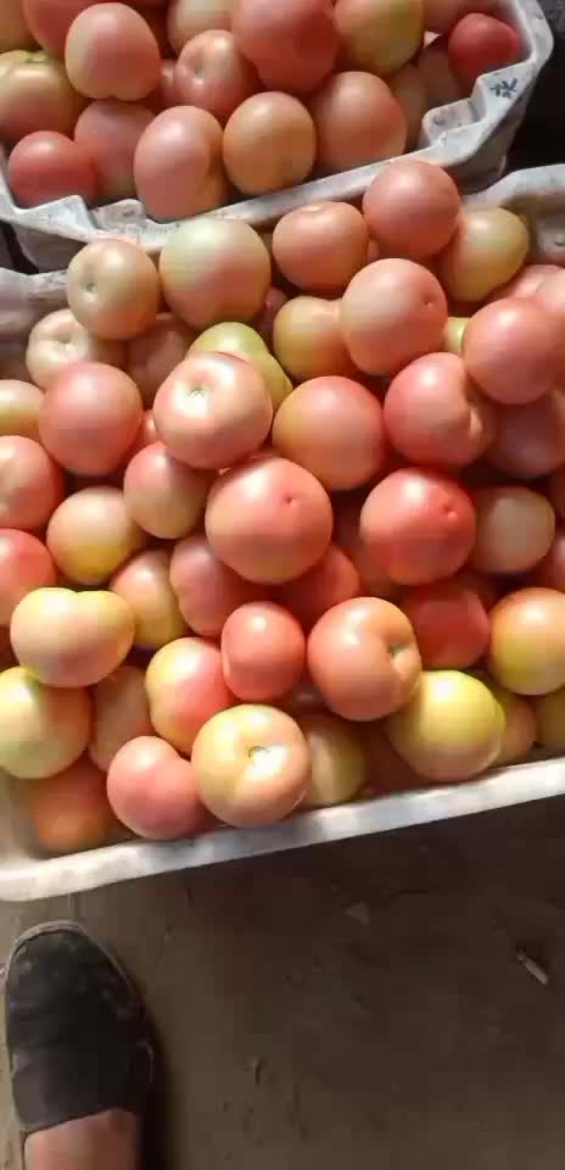 大棚硬粉西红柿大量上市