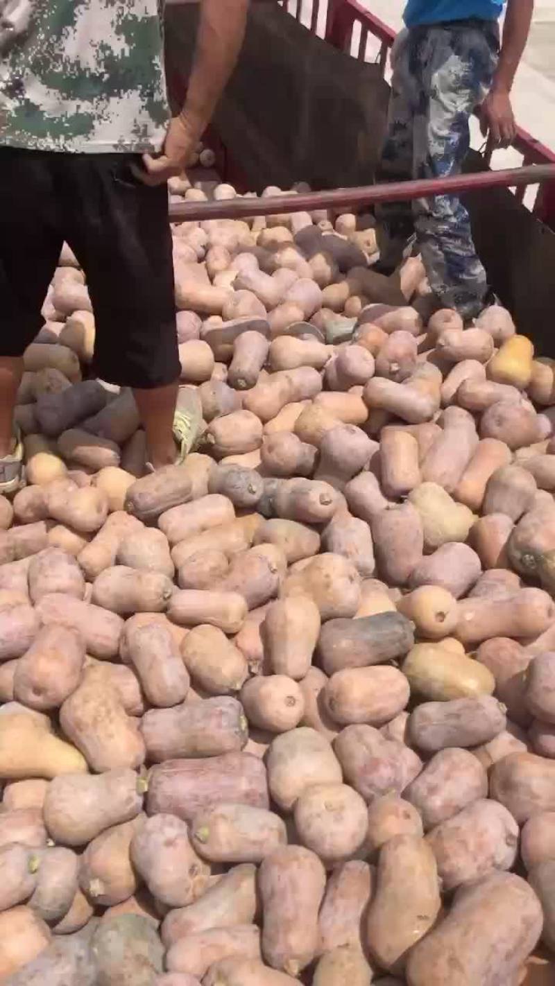 精品枕头南瓜大量有货，需要的老板可以下单
