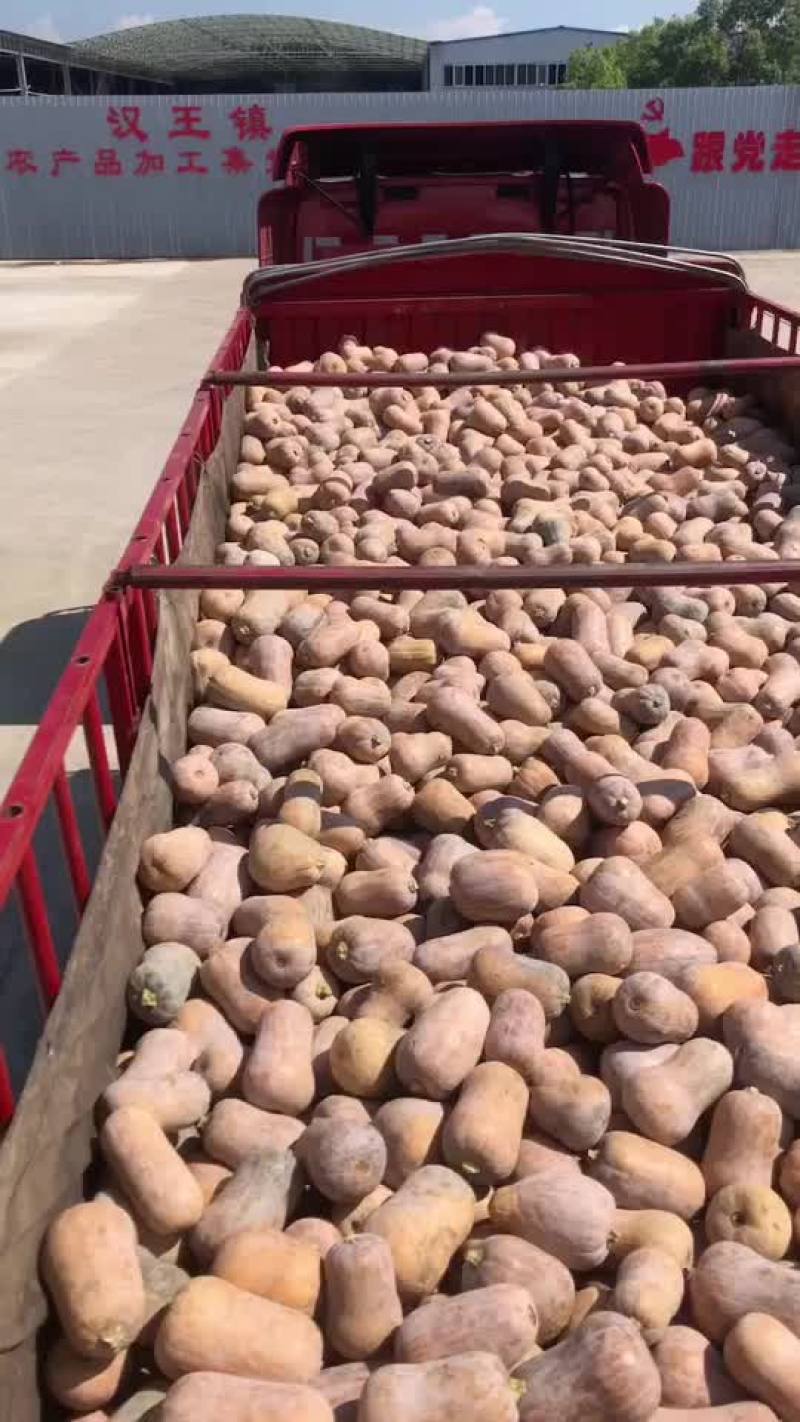 精品枕头南瓜大量有货，需要的老板可以下单