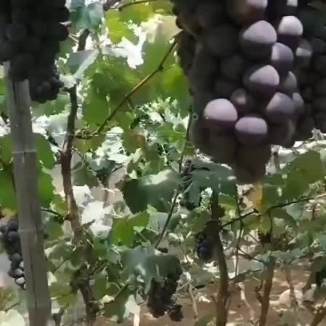 巨峰葡萄