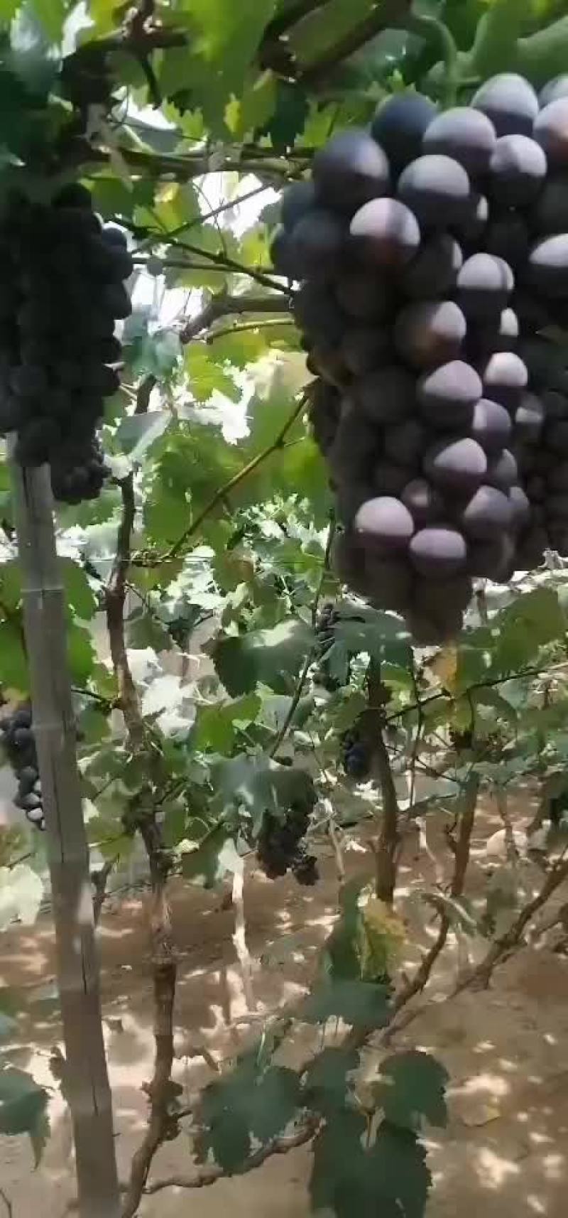 巨峰葡萄