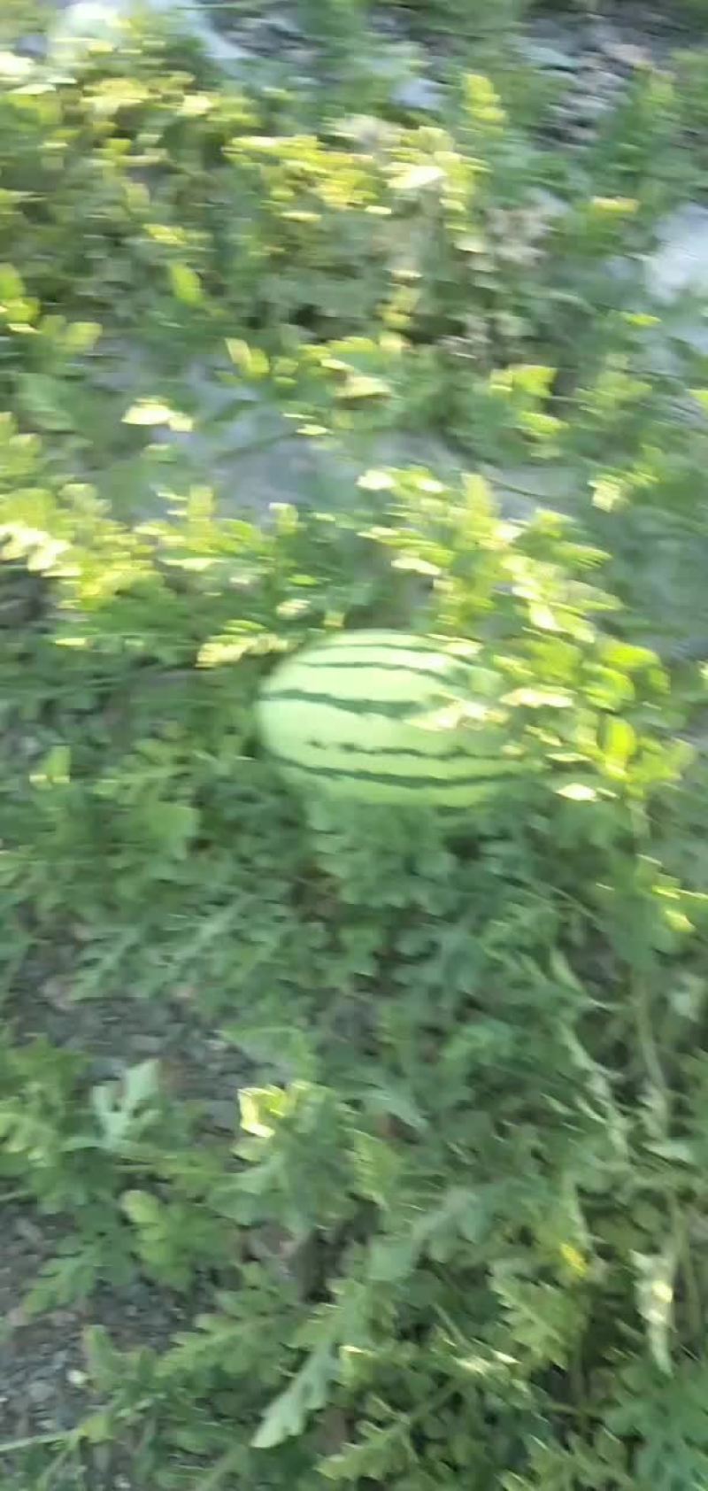 西瓜