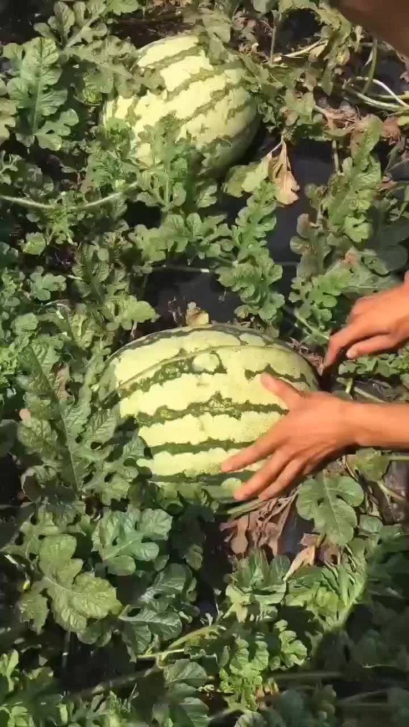 金城五号