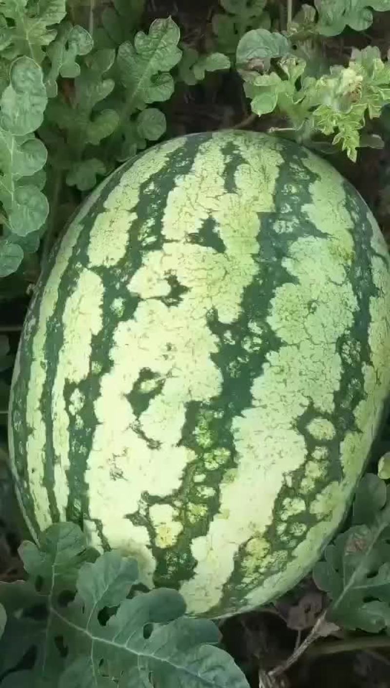 金城五号