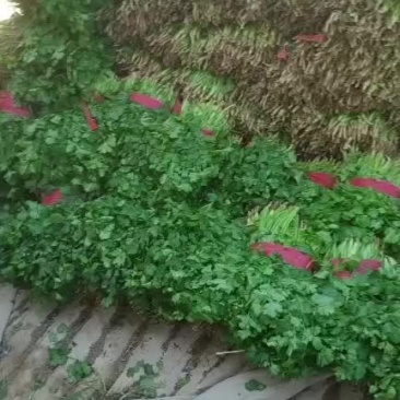 大量香菜