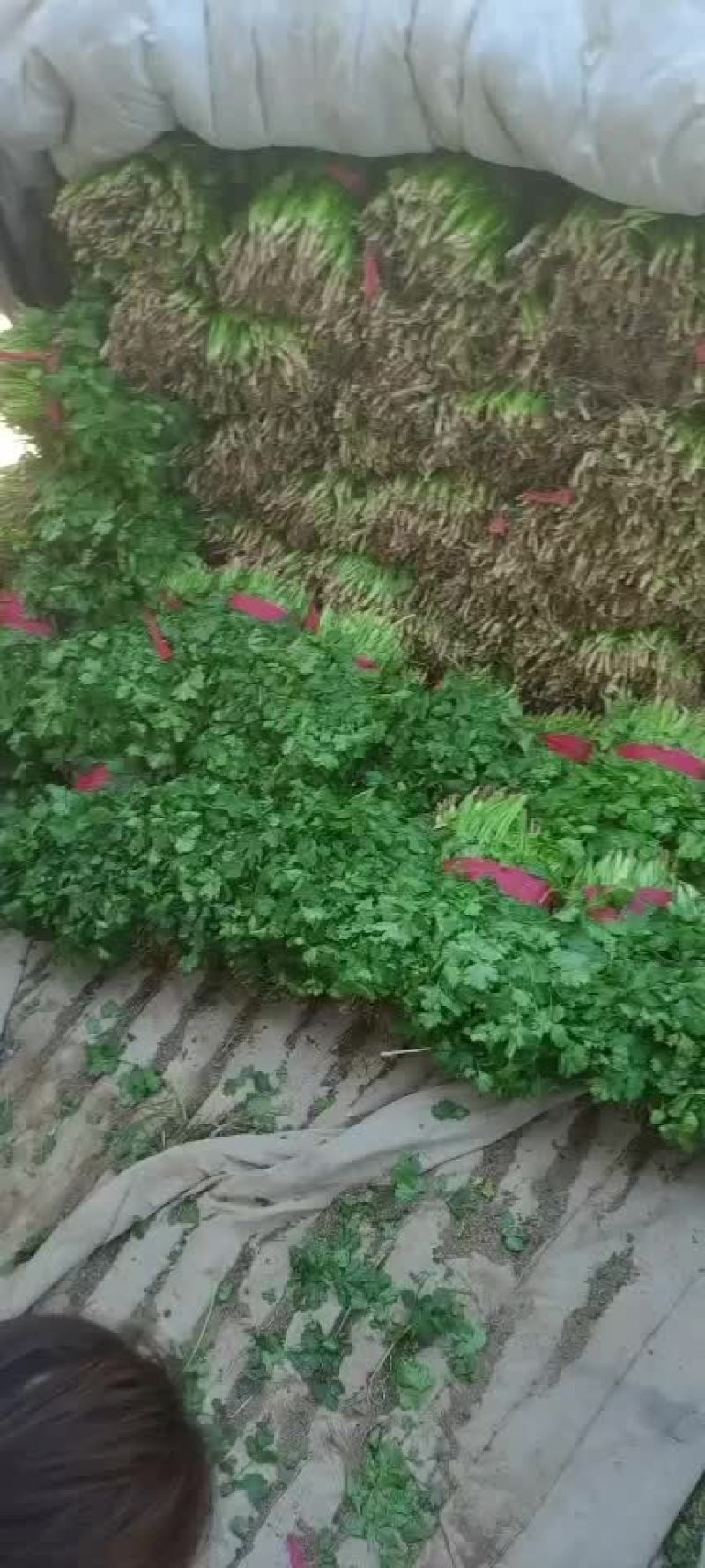 大量香菜
