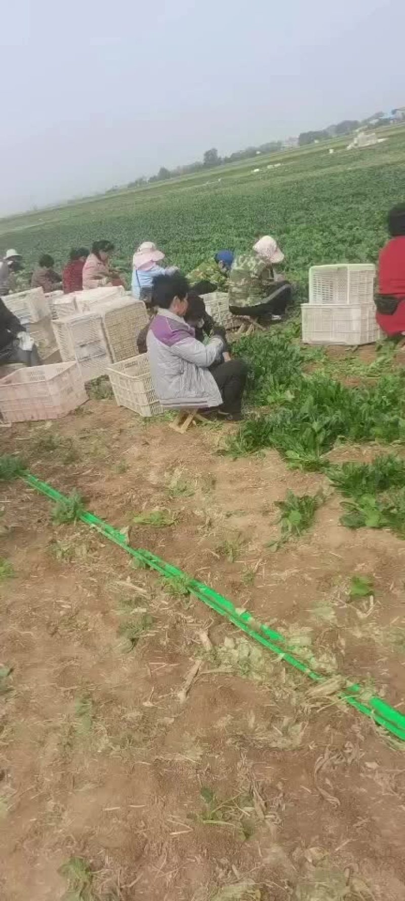 大量香菜