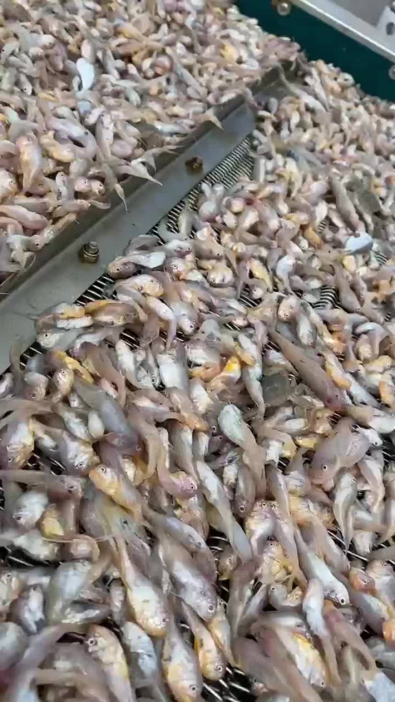 螃蟹的好口粮