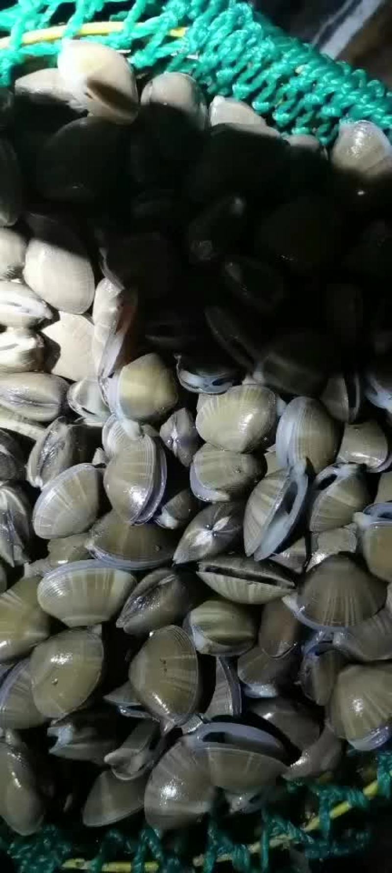 螃蟹的好口粮
