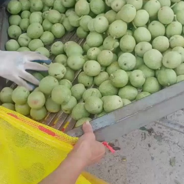 青皮核桃大量上市，产地直销，需要的联系
