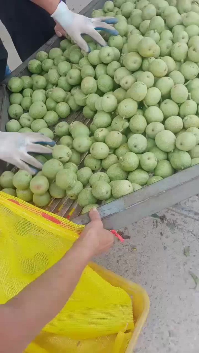 青皮核桃大量上市，产地直销，需要的联系