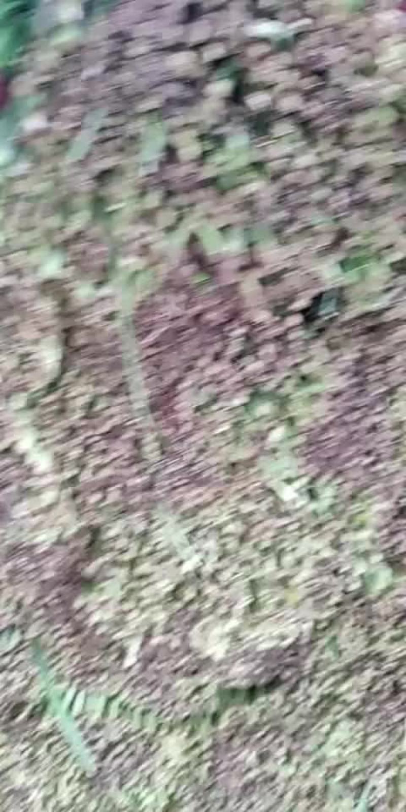 精品韭菜