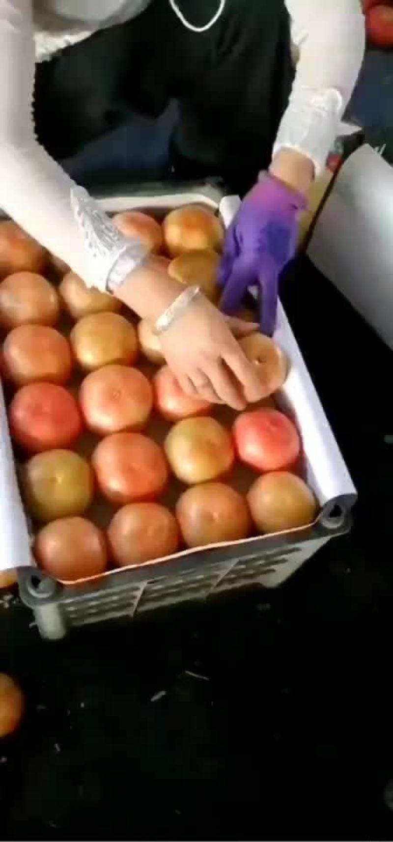 精品西红柿