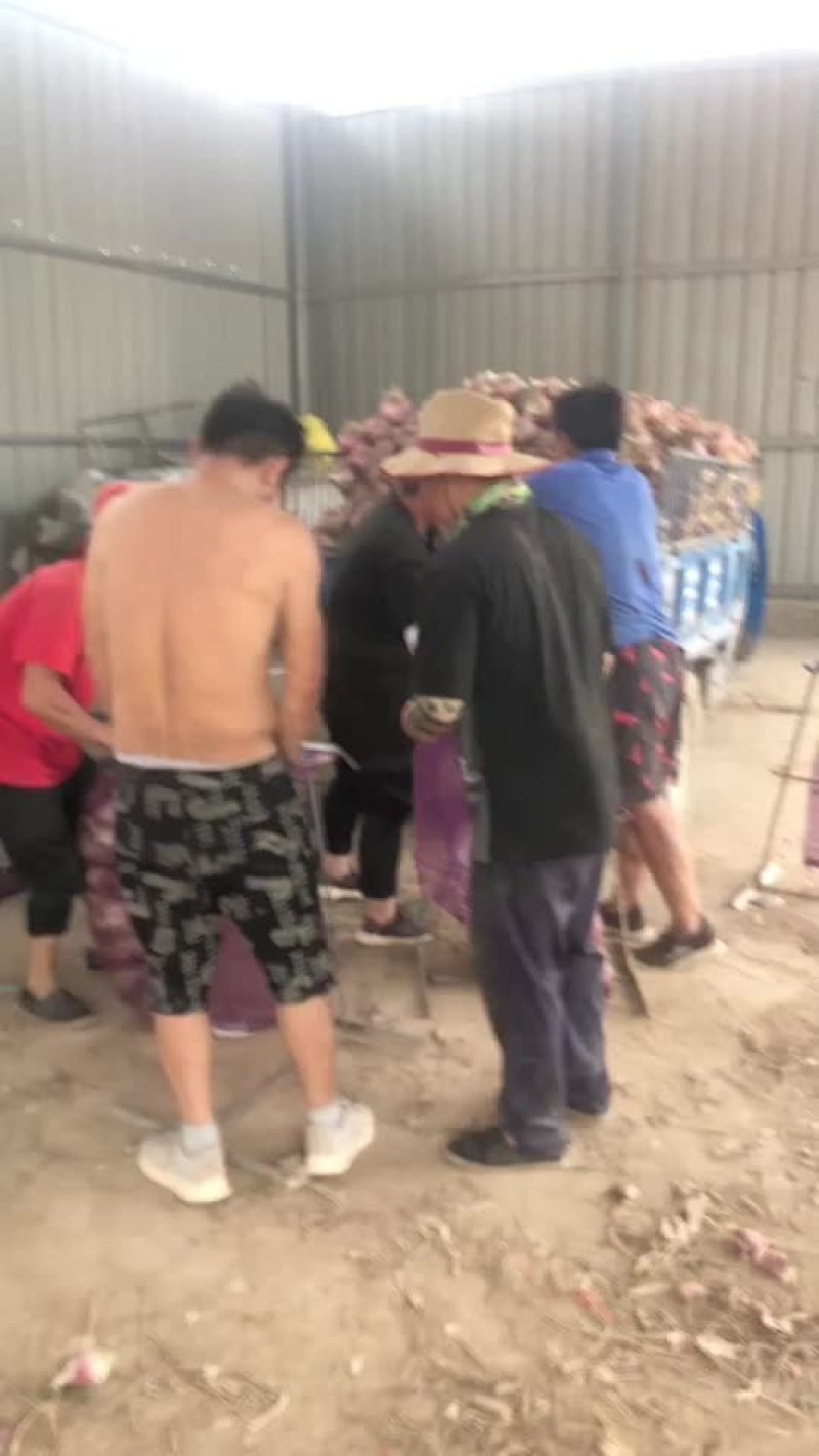 鲜货洋葱大量有货，需要的赶紧，好货不多