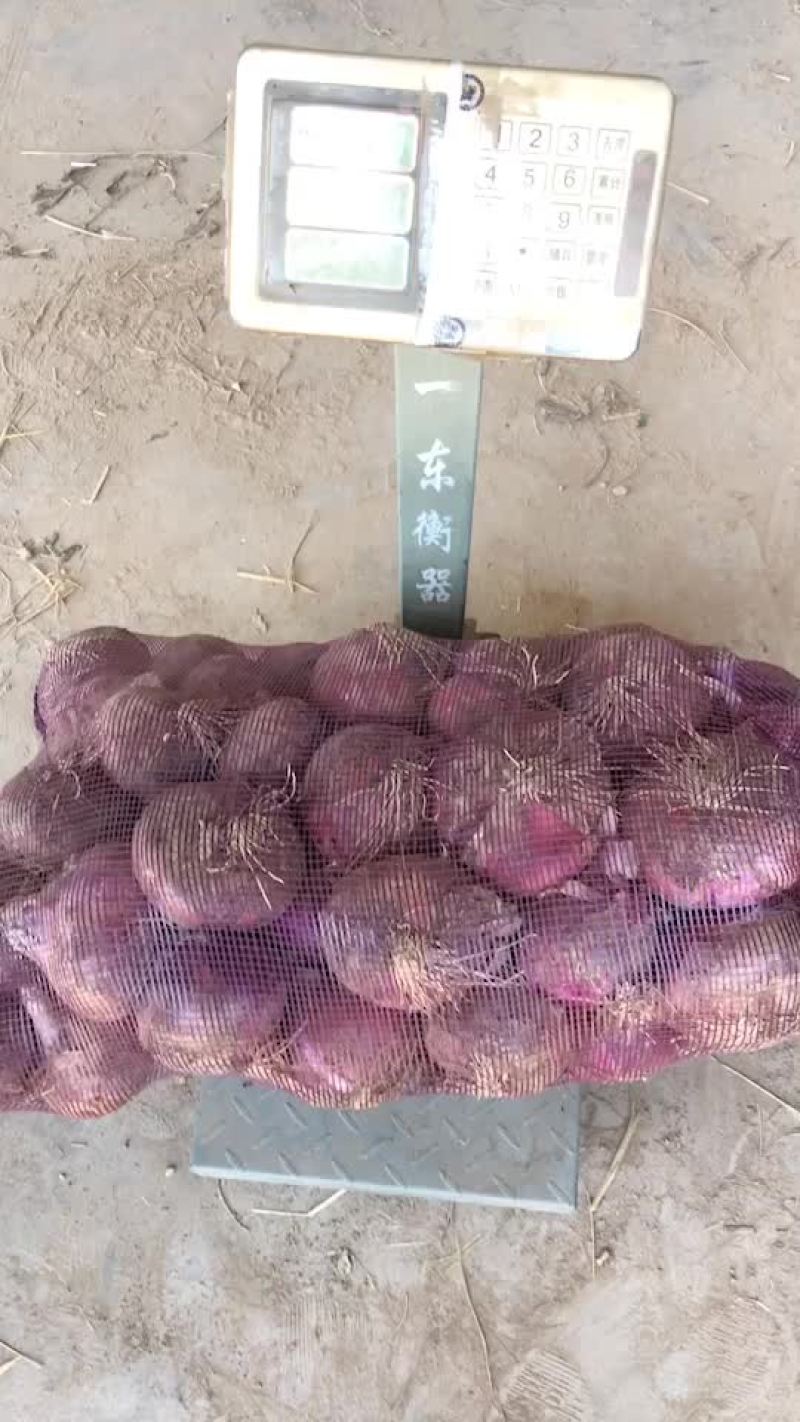 鲜货洋葱大量有货，需要的赶紧，好货不多