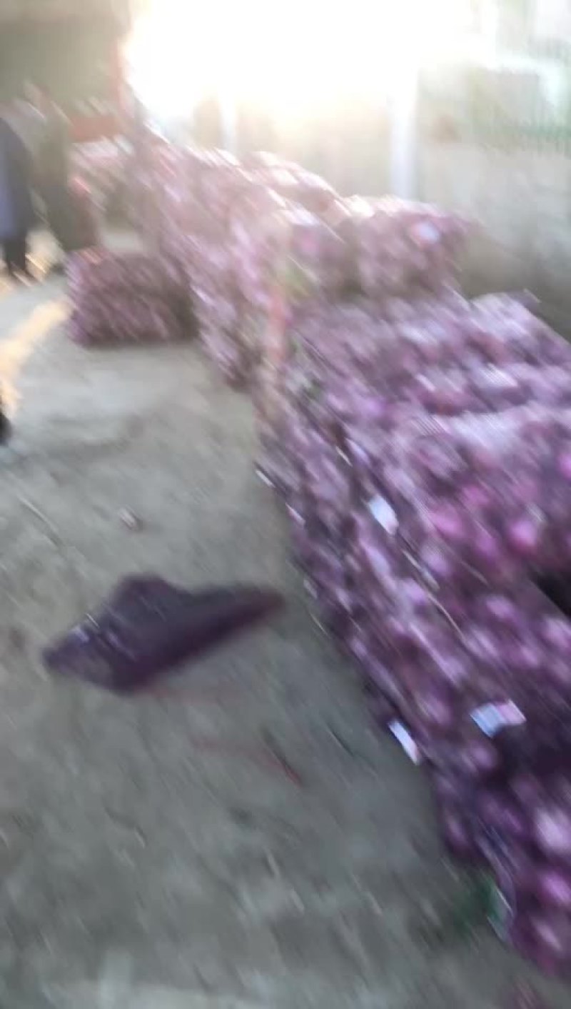 鲜货洋葱大量有货，需要的赶紧，好货不多