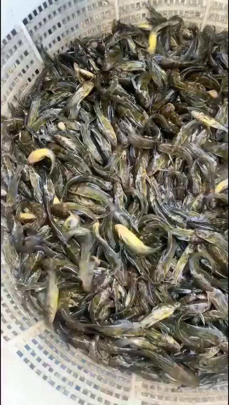 黄骨鱼苗