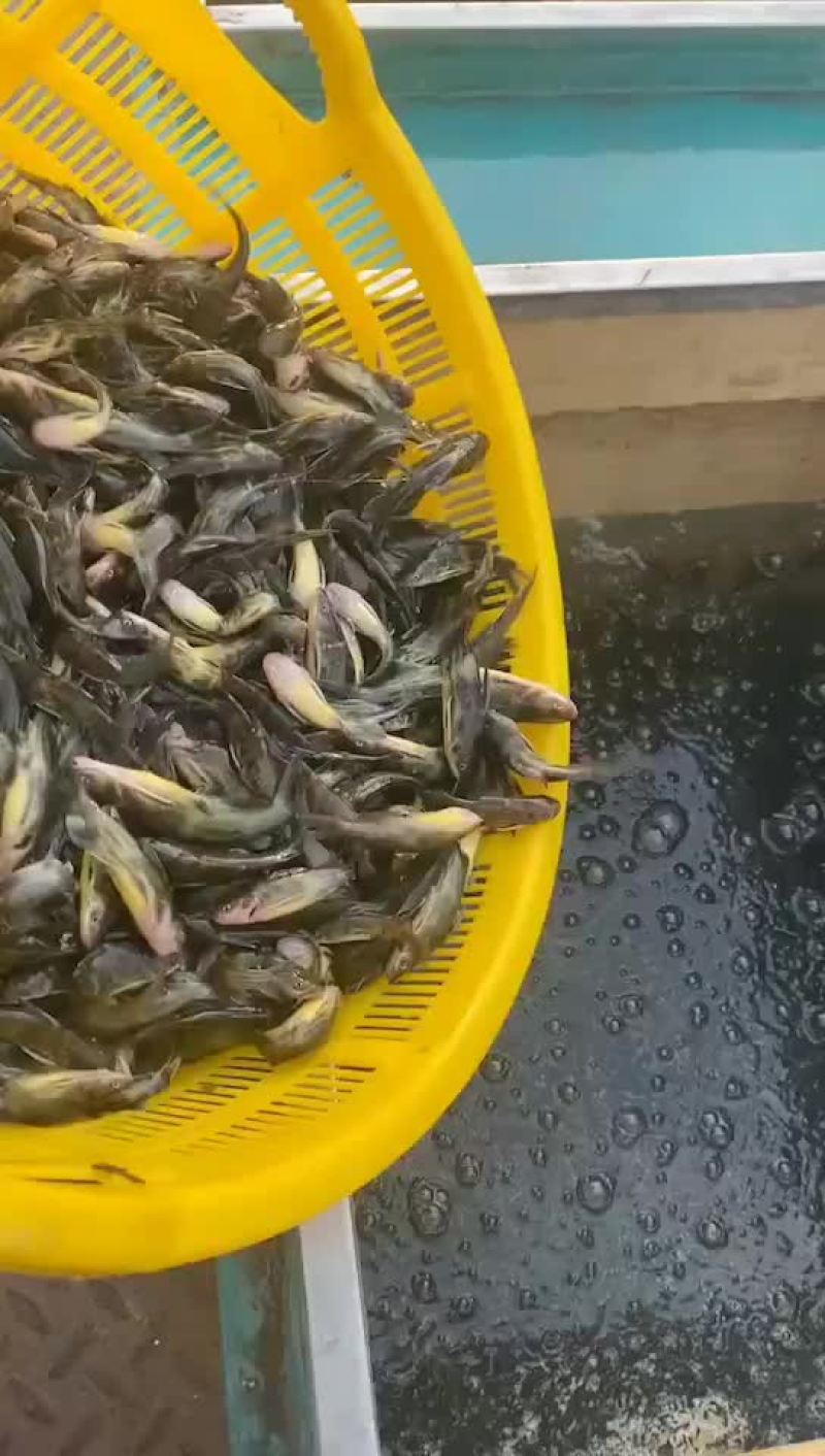 黄骨鱼苗