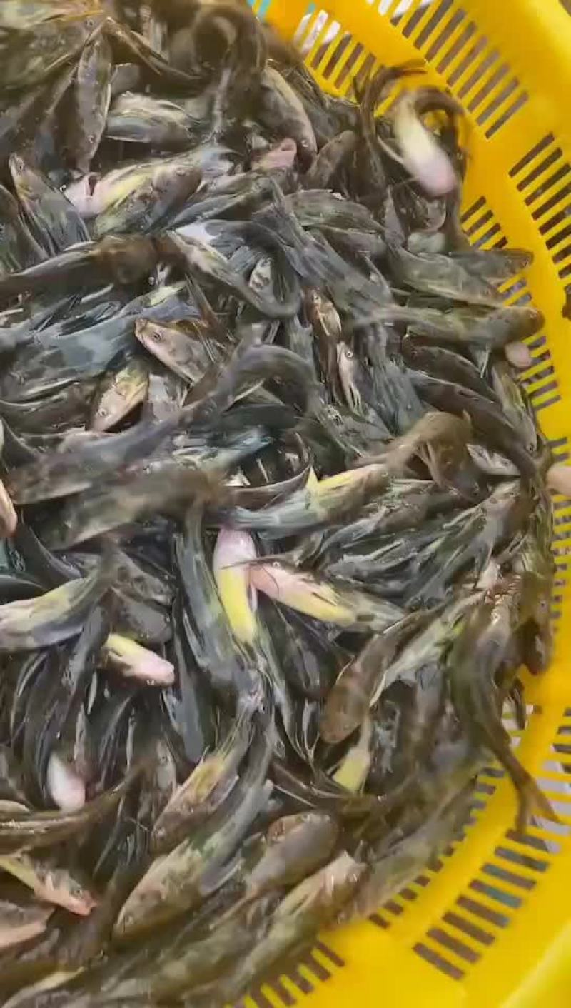 黄骨鱼苗