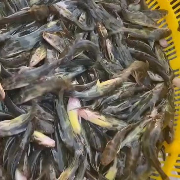 黄骨鱼苗