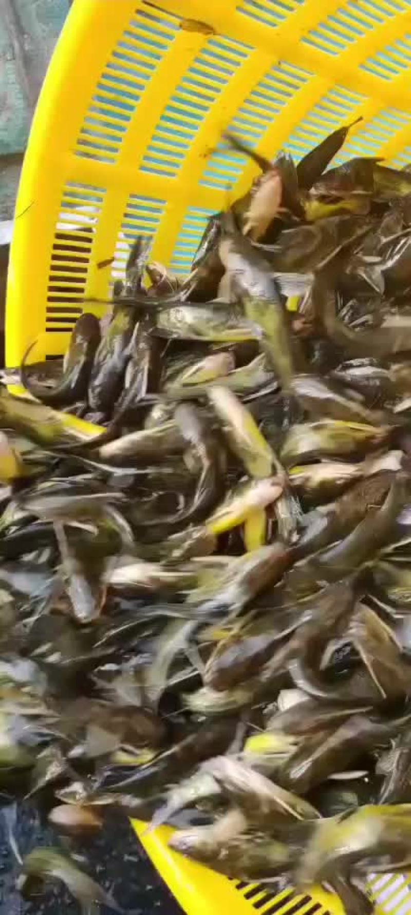 黄骨鱼苗