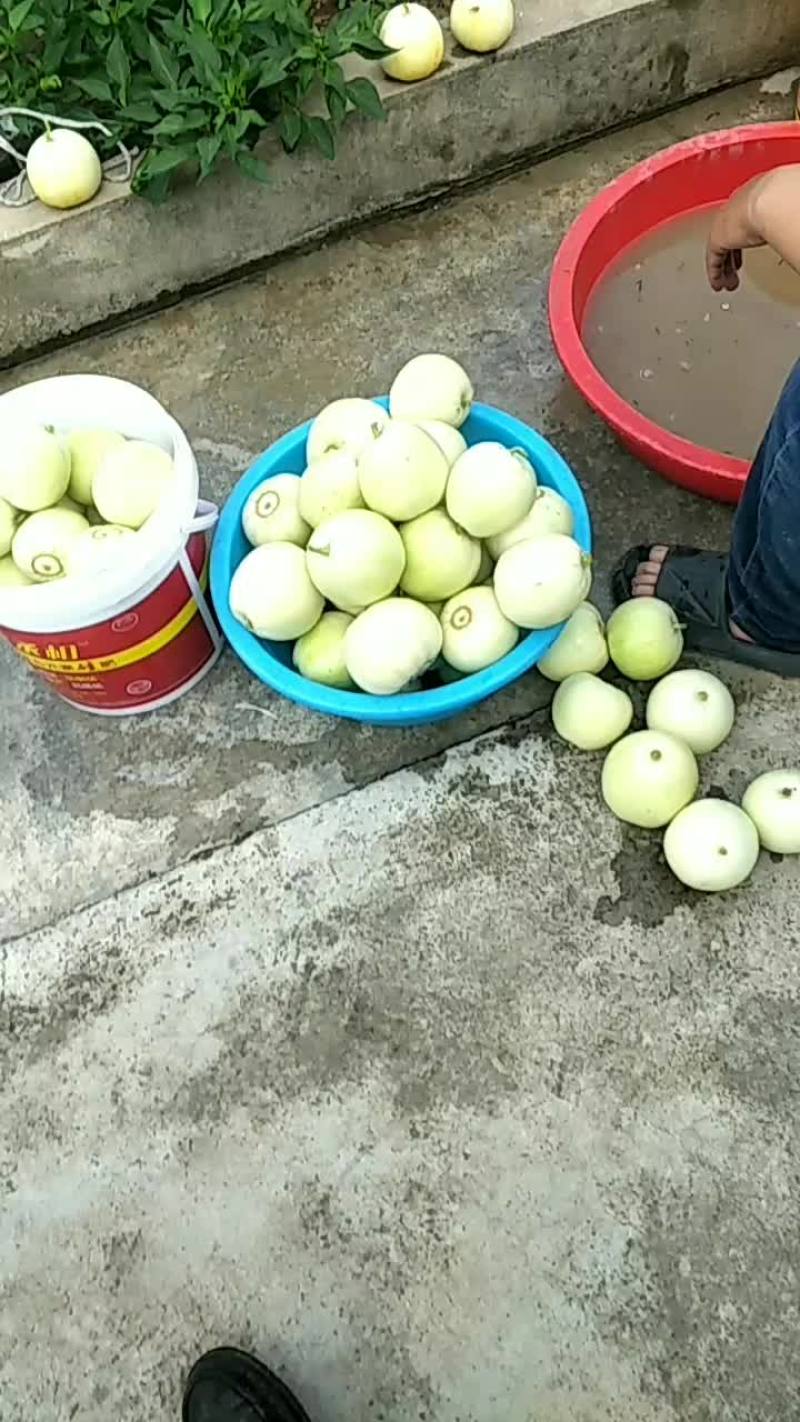 射阳甜瓜