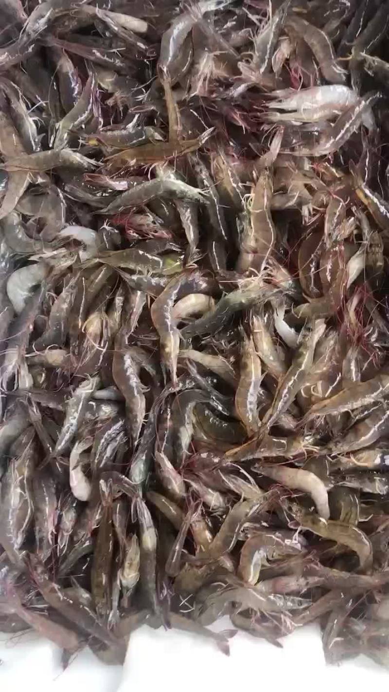 半干熟海虾