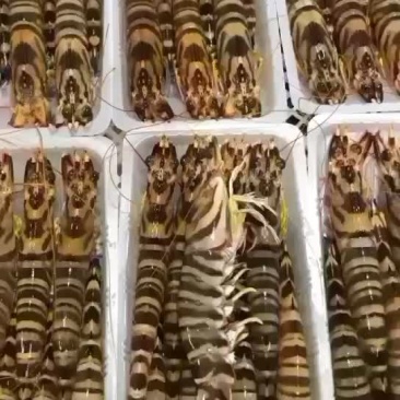 斑节虾
