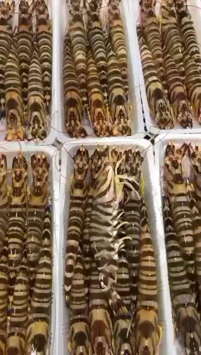 斑节虾