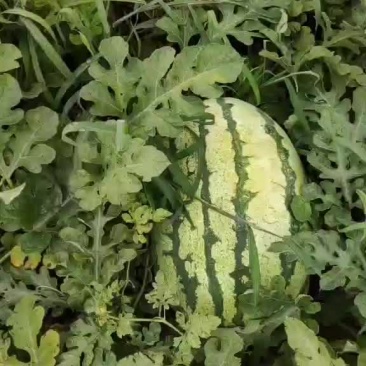 忻州沙地西瓜上市了，个大皮薄，