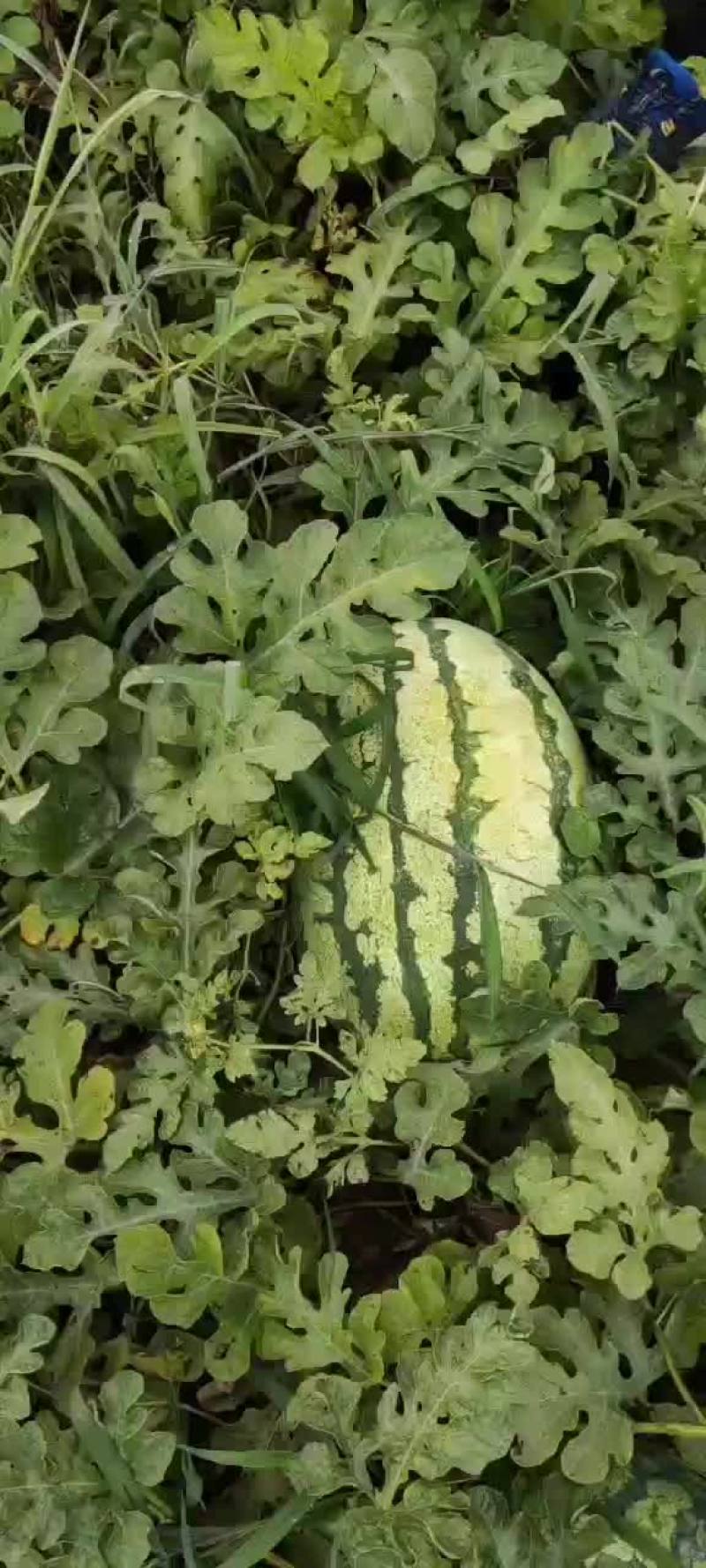 忻州沙地西瓜上市了，个大皮薄，
