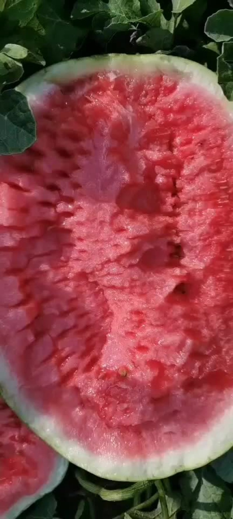 忻州沙地西瓜上市了，个大皮薄，