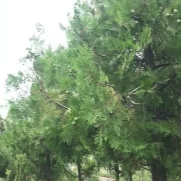 大量出售柏树果